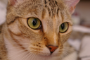 Actual low-resolution 128 by 85 input